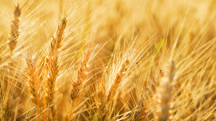 spikelets in the wheat field 3