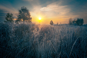 Gorgeous morning on a cold autumn high grass meadow with rime crystals. Frosty sunrise background. Hoarfrost on the high grass. - obrazy, fototapety, plakaty