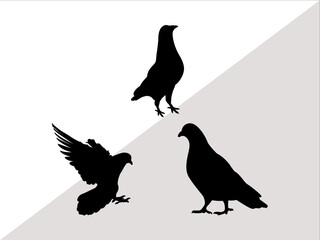 Fototapeta premium Pigeon SVG Cut Files | Pigeon Silhouette | Pigeon Svg | Pet Bird Svg | Dove Svg | Bird Svg | Pigeon Bundle 