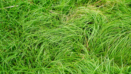 natural fresh and beautiful grass fountain