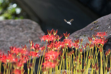 彼岸花と蝶