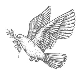 Dove with olive leaf sketch. Care and Peace Biblical symbol. Christian bird in flight vintage vector illustration