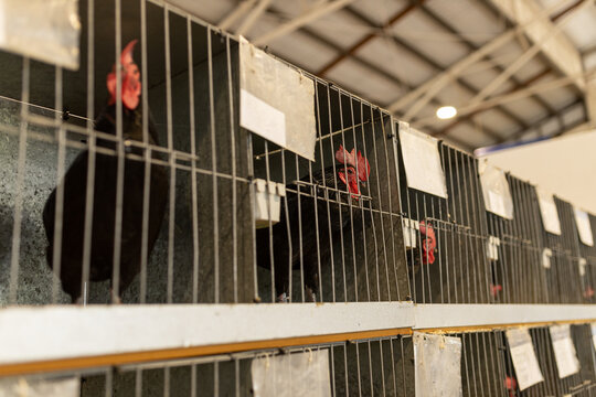 A shallow depth of field selective focus photo of a rooster looking out of its cage at a poultry show