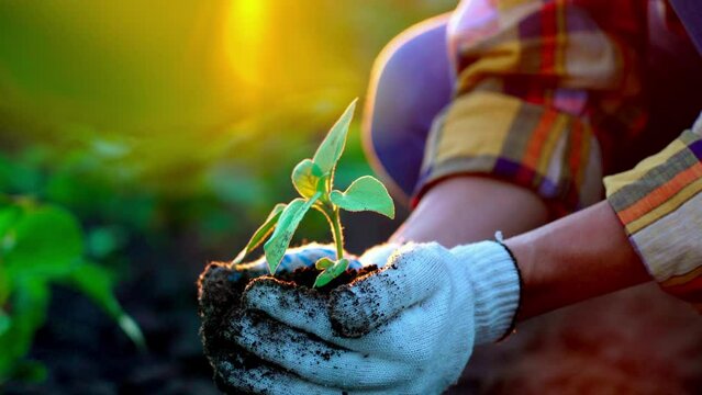 Hands farmer in white gloves holding and caring small green young plant with ground. Preparations for summer season. Outdoor nature on sunbeams. Gardening, cultivation, ecology, transplant concept.