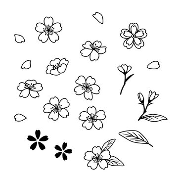 Cherry blossom flower outline illustration set