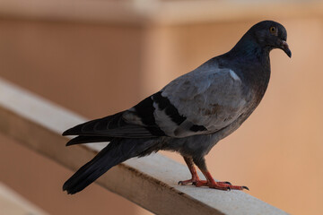 Piccione in città