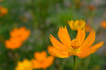 キバナコスモス