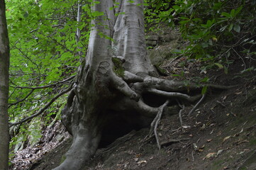 Gnarly Tree Trunk on a Hill in the Woods