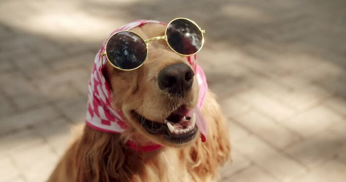 The pretty dog poses nicely with sunglesses. English cocker spaniel rests outdoors. A beautiful brown haired dog is sitting on the street. Happy Dog on summer time, weekend picnic.