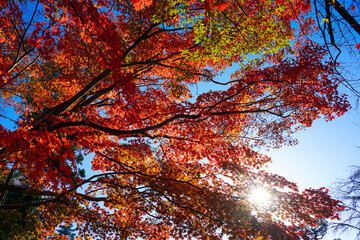 薬師池公園の紅葉（東京都町田市）