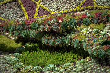Succulent clock in garden in Edinburgh for Queen Elizabeth's Platinum Jubilee 