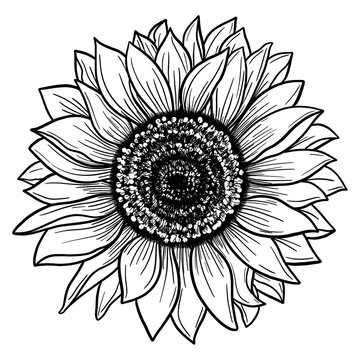 Sunflower Outline Stock Illustrations – 9,352 Sunflower Outline Stock  Illustrations, Vectors & Clipart - Dreamstime