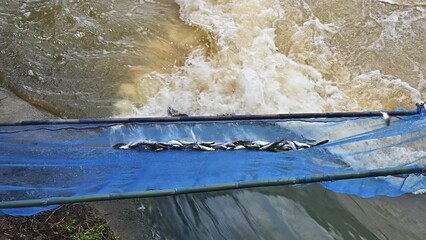 Fish jumping into fish trap while the dam is releasing water for prevent flooding. Fish trap is a device used to catch fish.