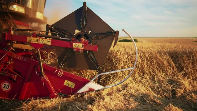 Wheat harvest. Wheat harvesting shears. Harvester machine harvesting golden ripe wheat field on an agricultural field at sunset in summer from close up. Agriculture food production. Industry concept.