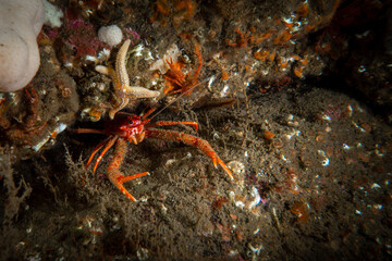 Orange squat lobster crawling around the bottom underwater