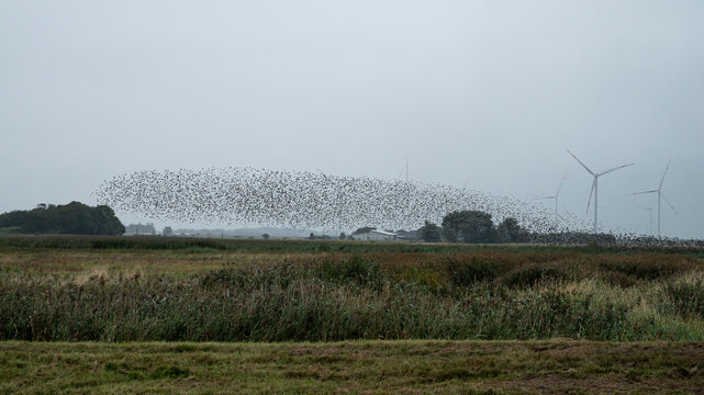 starlings murmuration in Denmark