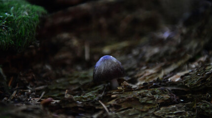 Obraz premium Poisonous mushroom 