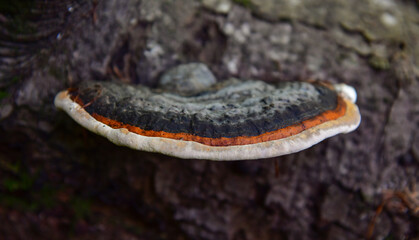 Fototapeta premium Spruce Mushroom