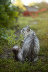 Naklejka na ściany i meble Photo of a gray domestic cat in the garden.