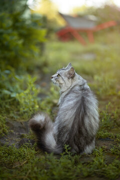 Photo of a gray domestic cat in the garden.