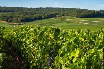 Fototapeta na wymiar Wine fields in the vineyards of the Champagne region of France