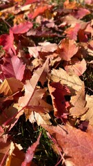 Autumn leaf fall. colorful oak leaves on the ground