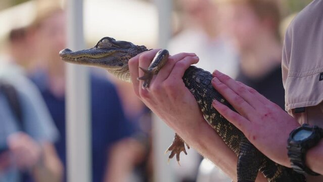 Close Up Baby Crocodile Being Handled By Zookeeper During Zoo Reptile Demonstration, 4K Slow Motion