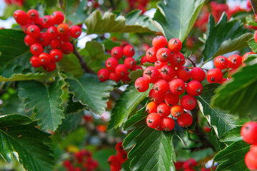 Bunch of fresh ash berries on the bush