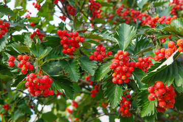 Oak-leaf rowan berries on the bush