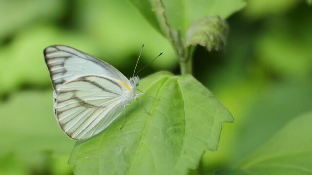 butterfly perched on green leaves in the wild forest. HD videos of insects.