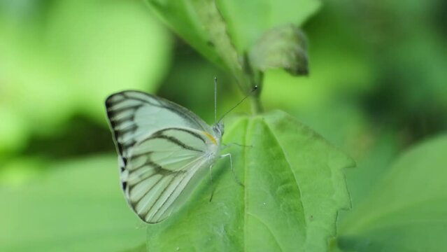 white butterfly perched on a leaves. HD videos of insect. green nature stock.