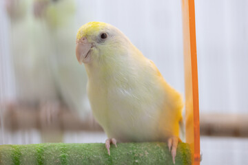 Selective focus of little tiny forpus parrotlet. Forpus is the smallest parrot bird of the world