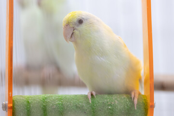 Selective focus of little tiny forpus parrotlet. Forpus is the smallest parrot bird of the world