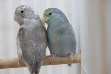 Selective focus of little tiny forpus parrotlet. Forpus is the smallest parrot bird of the world