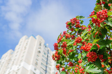 Ripe rowan bush in the city
