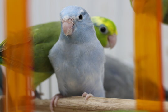 Selective focus of little tiny forpus parrotlet. Forpus is the smallest parrot bird of the world