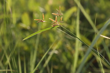 Cyperus rotundus, coco grass, Java grass, nut grass in nature. Beautiful single green grass art abstract texture background wallpaper. Natural background. Nature concept.