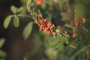 Closeup of Indigofera oblongifolia. Jhil herb. Herbal plant. Beautiful pink blooming flower in the garden, in nature. Blur background. Flower abstract texture background wallpaper. Flower isolated.