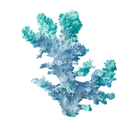 coral isolated on white background - obrazy, fototapety, plakaty