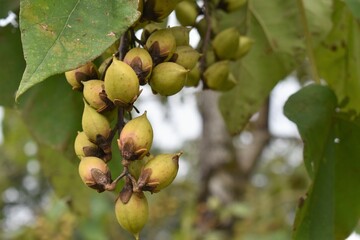 マフアロンギフォリア