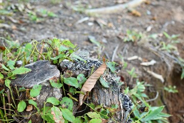 朽ちている切り株と落ち葉と苔