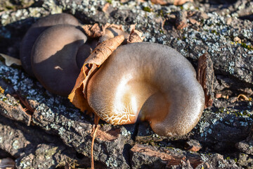 The surface of a brown shiny cap of oyster mushroom growing on the bark of a tree, top view