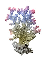 Coral isolated on white background © Dmitry