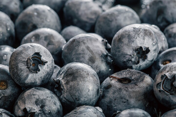 Water drops on ripe sweet blueberry, macro.