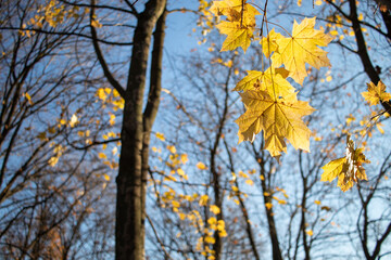 Obraz premium Bright yellow autumn maple leaves against bright blue sky. Copy space. Autumn maple tree in the park. Sunny day