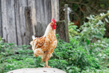 cute rooster crowing on the farm..
