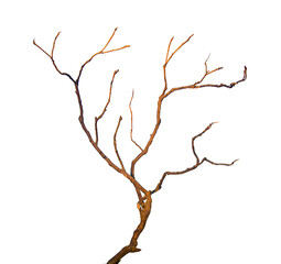 Dry branch  isolated on white background
