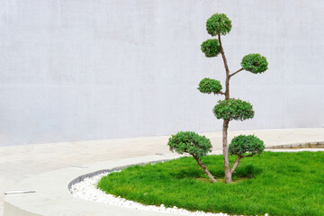 Bonsai-like evergreen tree against a gray wall