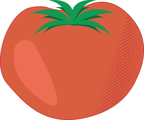 vector illustration of fresh tomato. simpe isolated vegetable