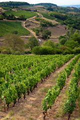 Fototapeta na wymiar Vineyards in the Beaujolais wine region of France 